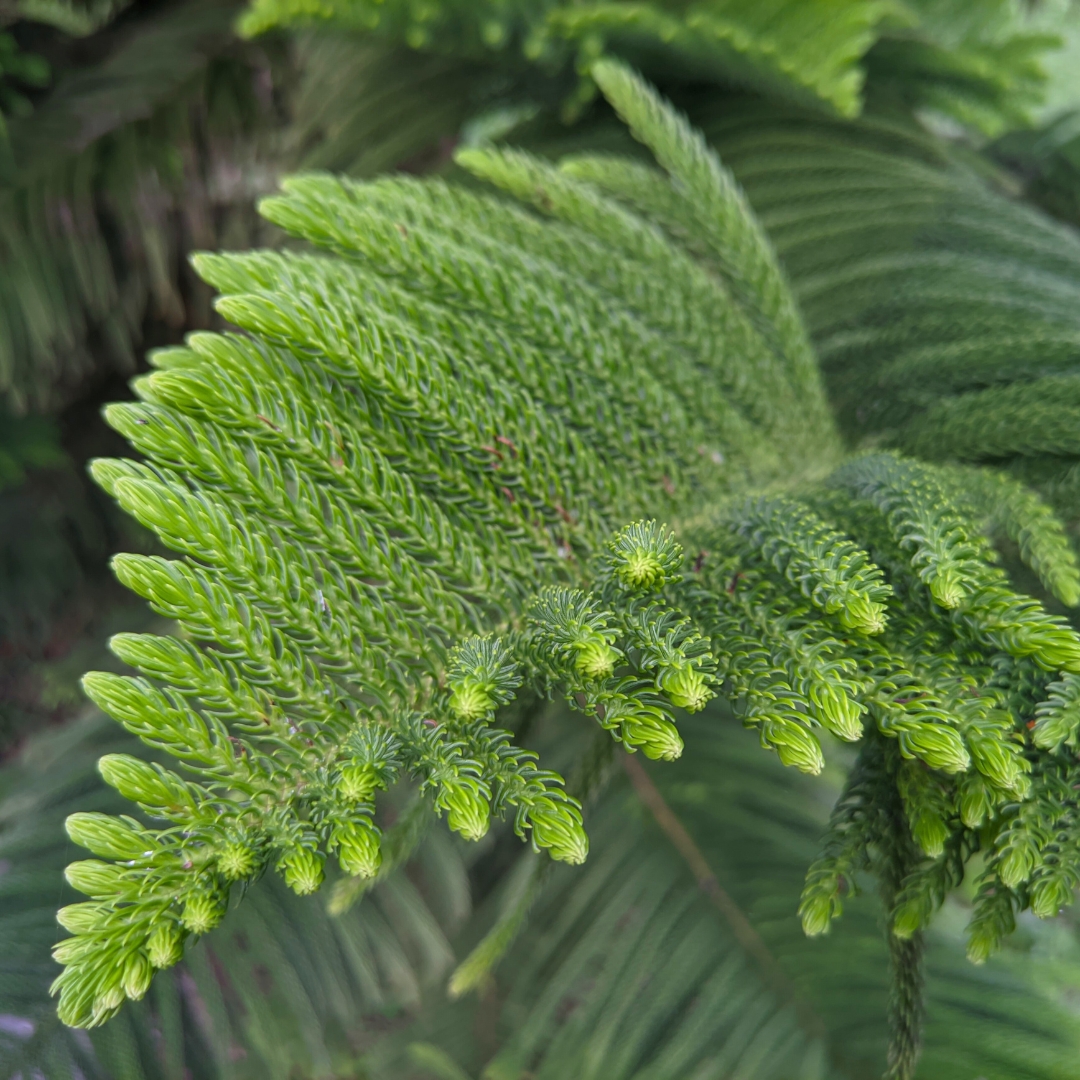 Norfolk Island Pine foliage