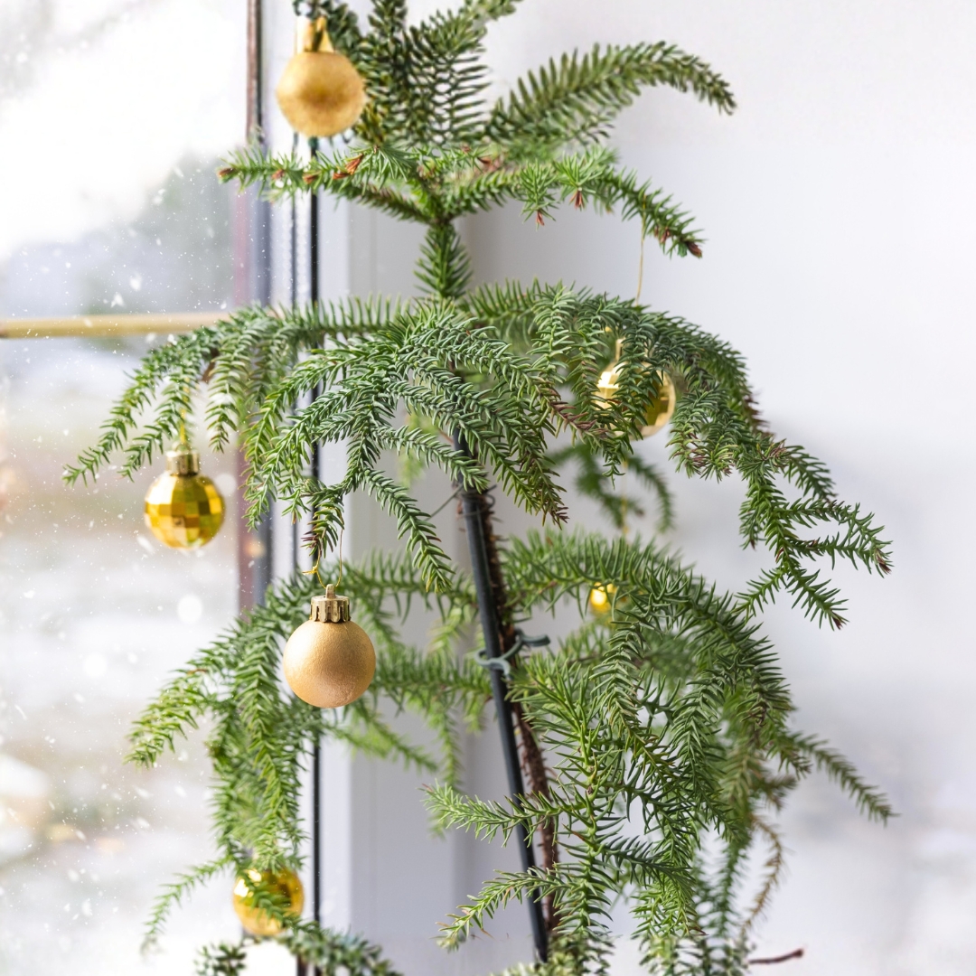 Norfolk Island Pine with ornaments