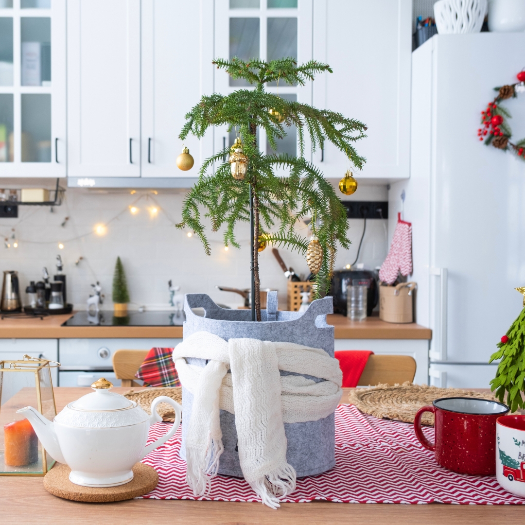 Norfolk Island Pine Christmas Tree