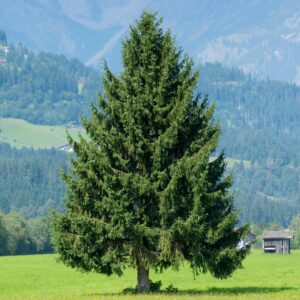 Norway Spruce