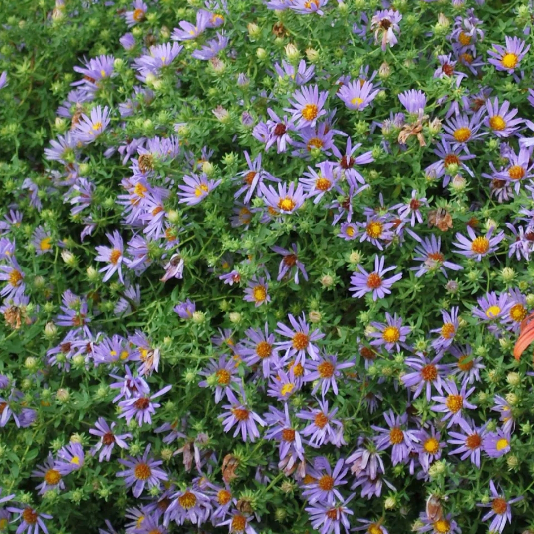 October Skies Aster