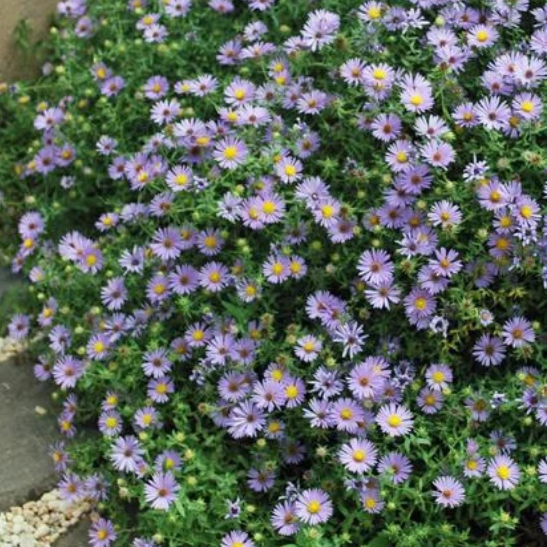 October Skies Aster in full bloom
