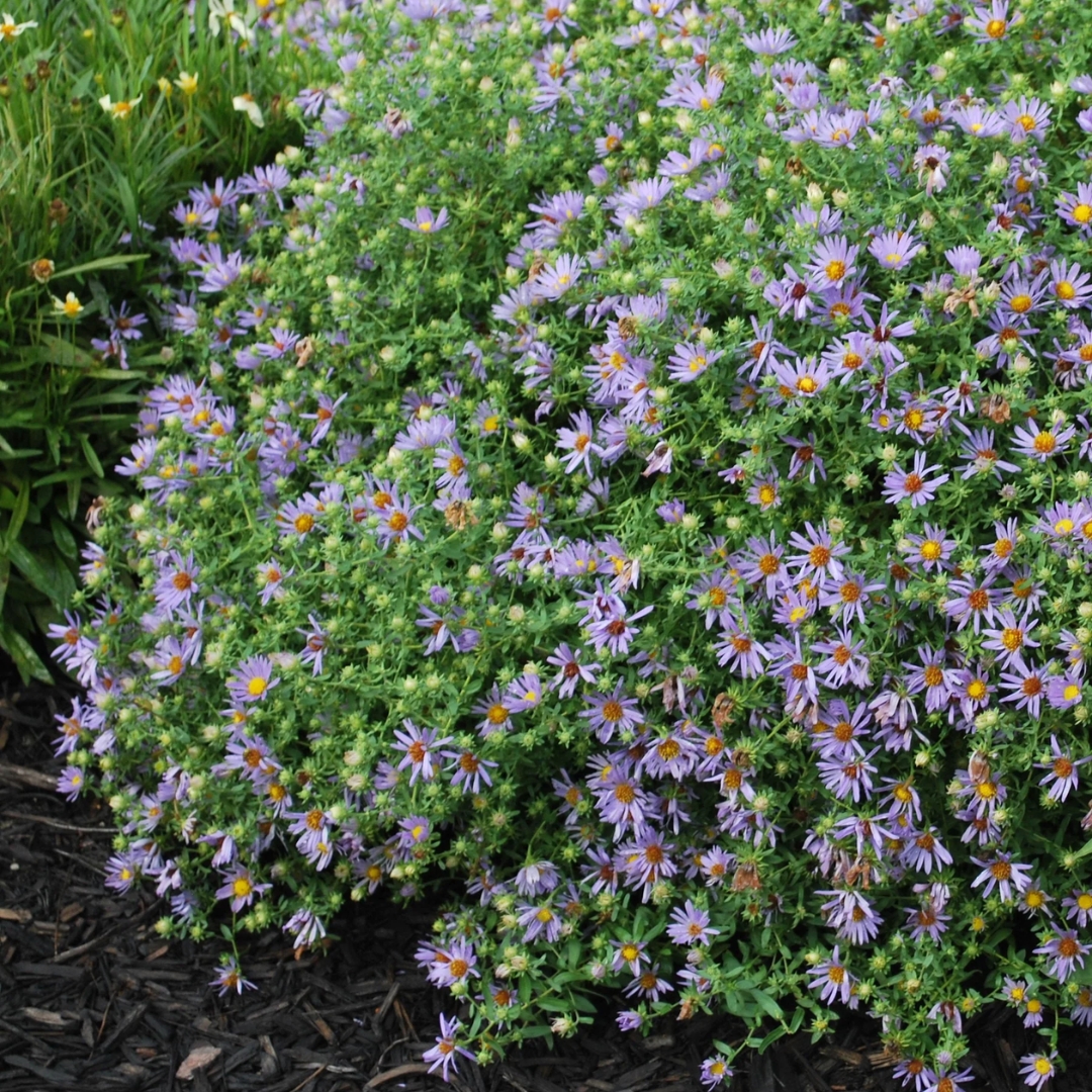 October Skies Aster in the landscape