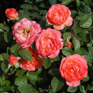Orange Glow Knock Out Rose