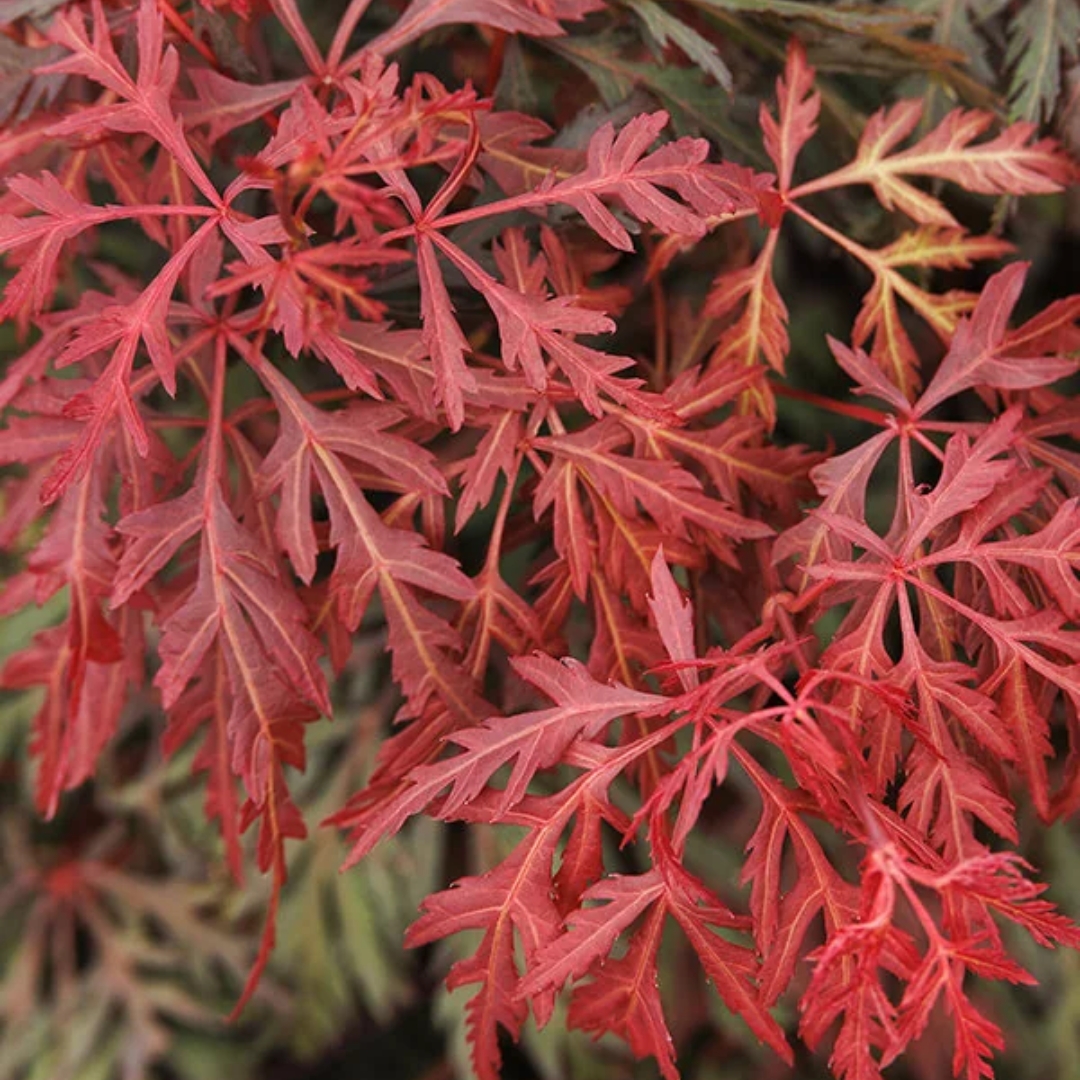 Orangeola Japanese Maple bright red leaves