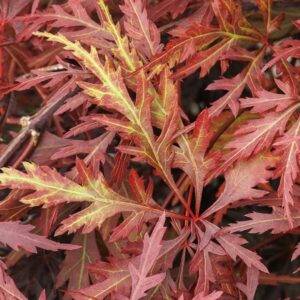 Orangeola Japanese Maple