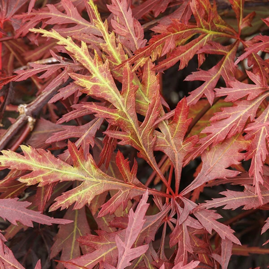 Orangeola Japanese Maple leaf up close