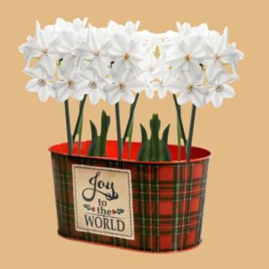 Paperwhites
