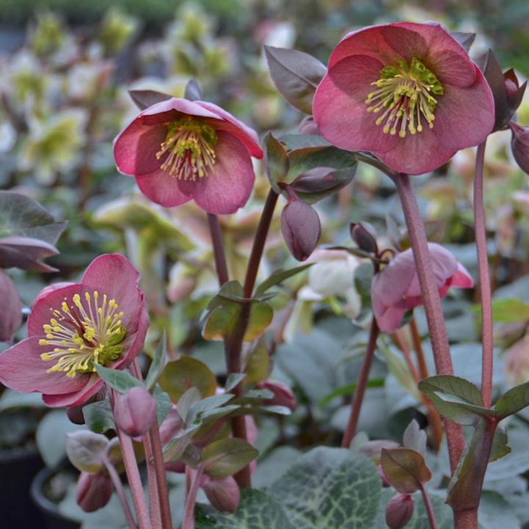 Penny’s Pink Hellebore