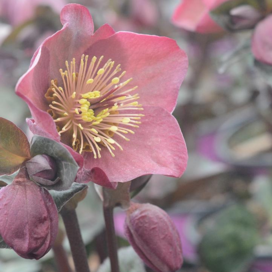 Penny’s Pink Hellebore flower