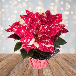 Poinsettia: Red Glitter