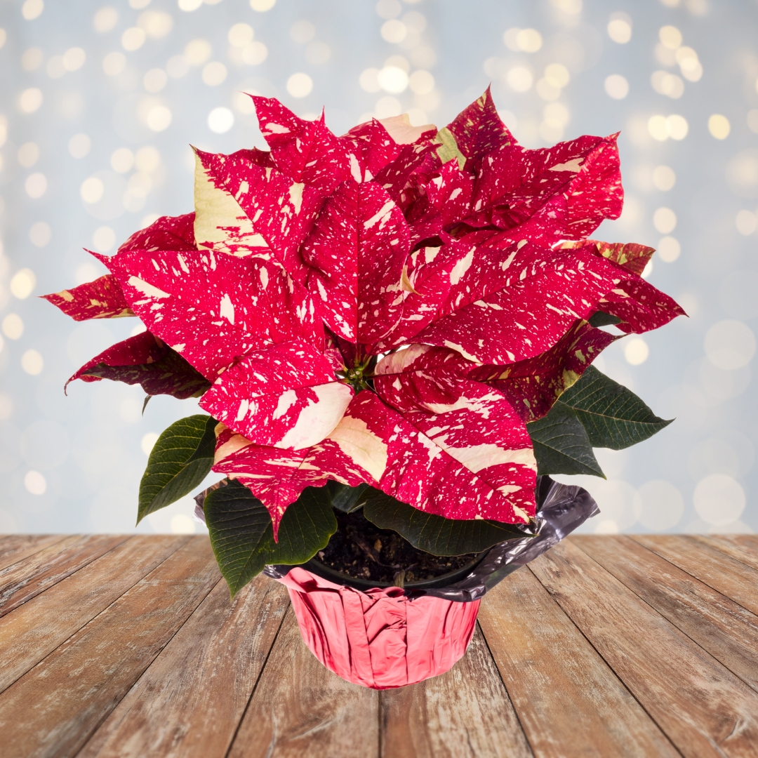 Poinsettia Red Glitter