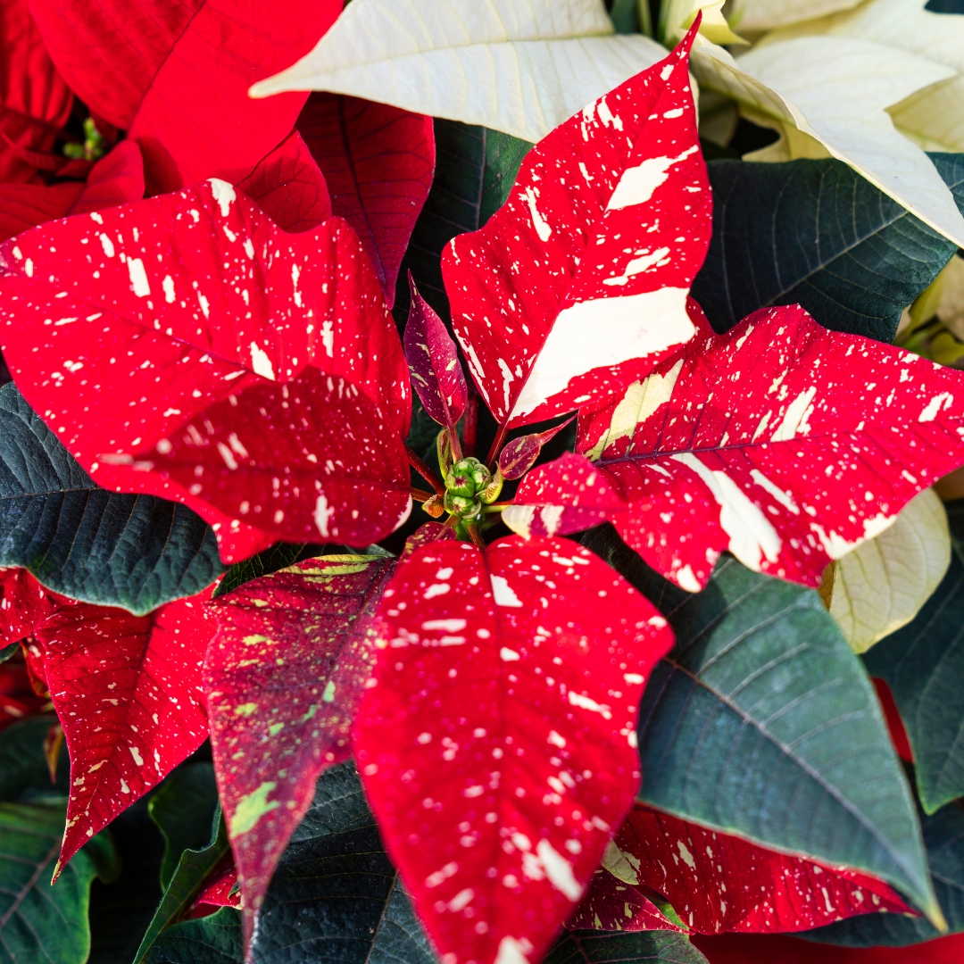 Poinsettia Red Glitter flower