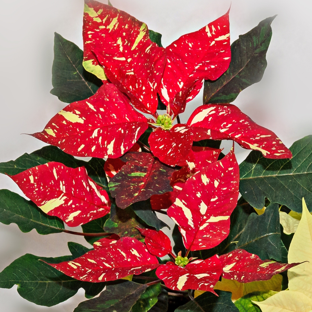 Poinsettia Red Glitter flowers