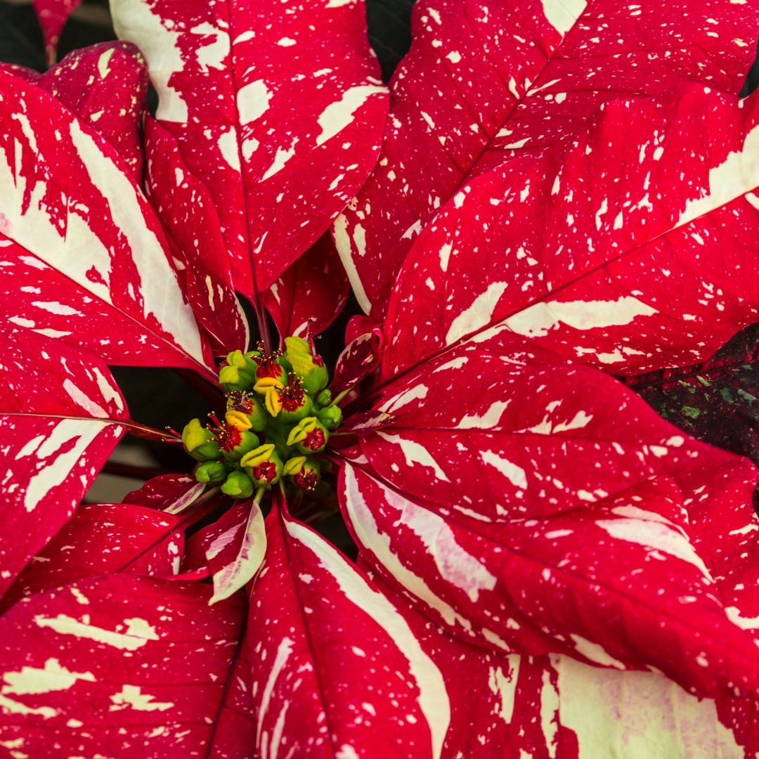 Poinsettia Red Glitter pattern