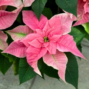 Poinsettia: Pink