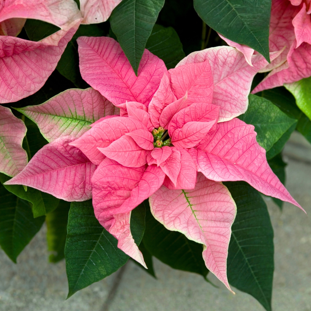 Pink Poinsettia bloom
