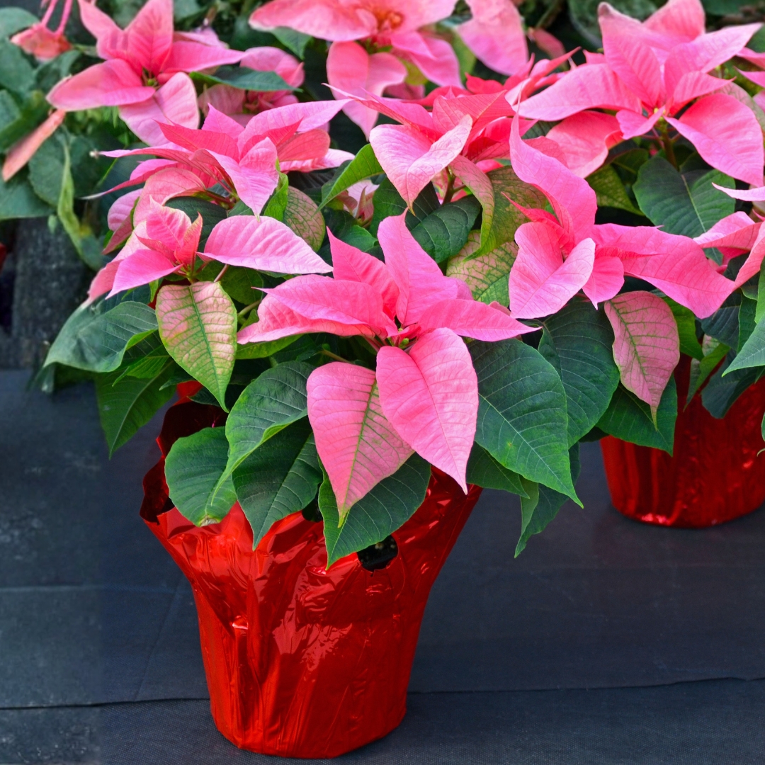 Pink Poinsettia in red foil