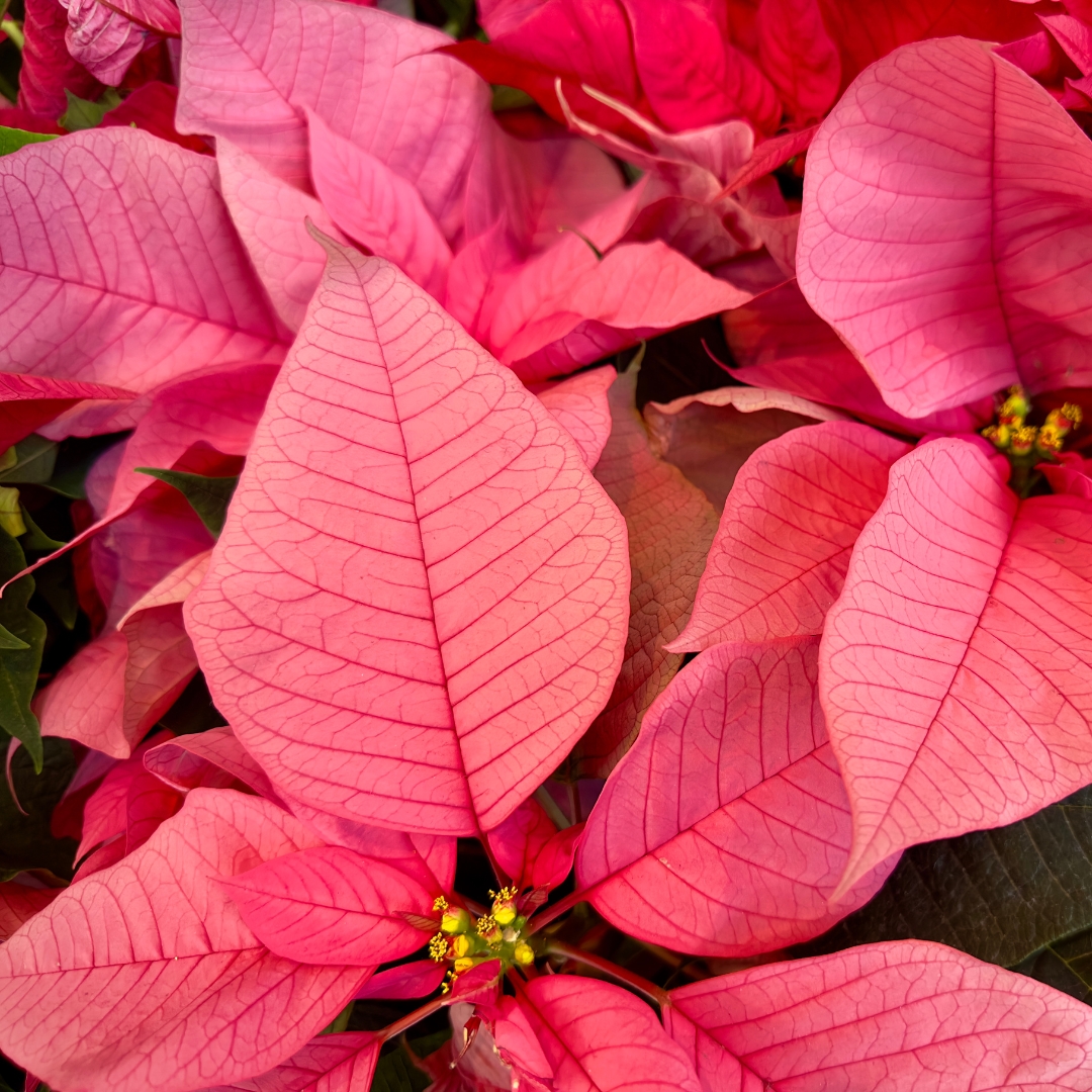 Poinsettia Pink flowers