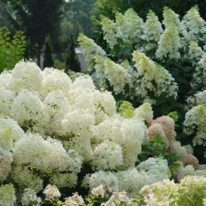 Puffer Fish Hydrangea