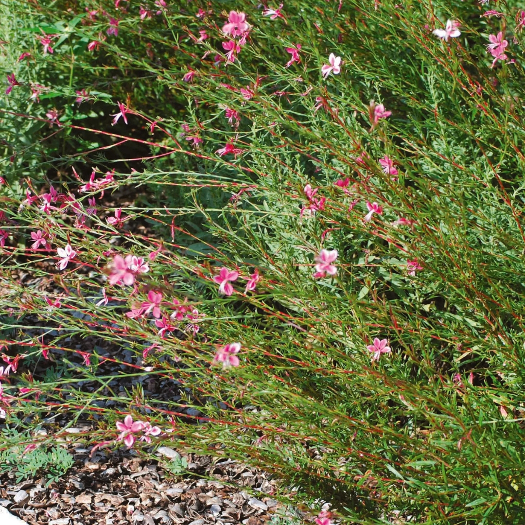 Siskiyou Pink Wand Flower in landscape