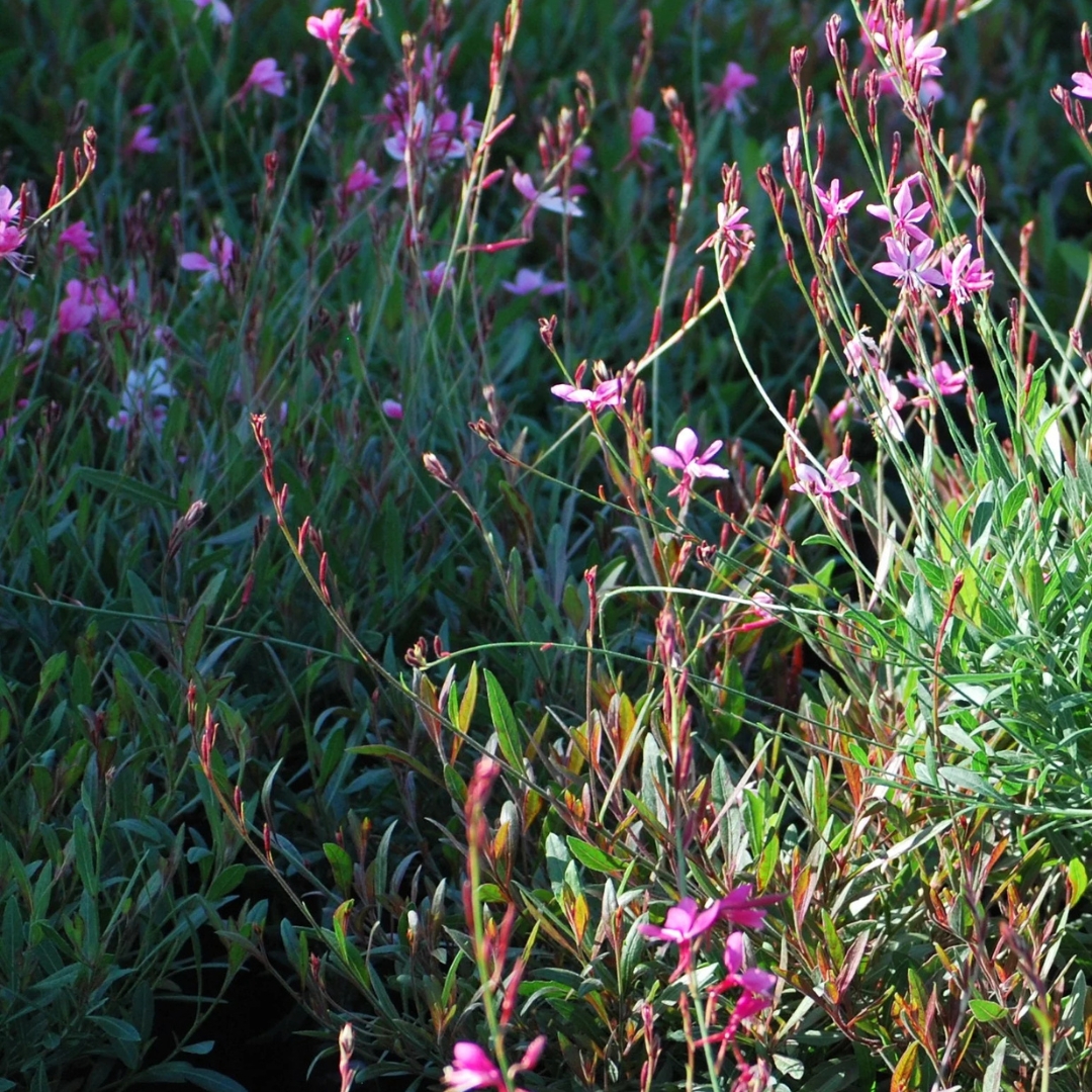 Siskiyou Pink Wand Flower - Image 3