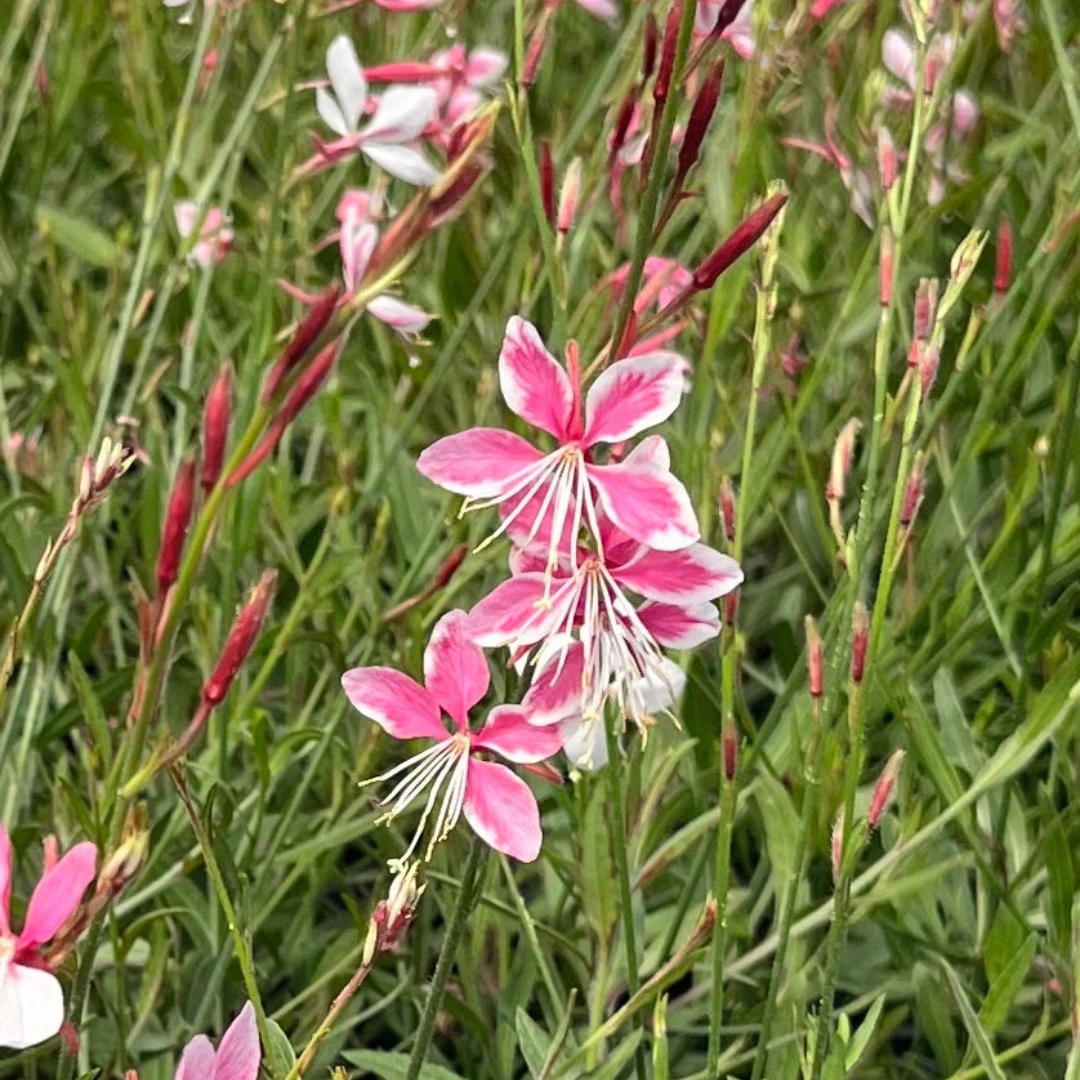 Siskiyou Pink Wand Flower blooms up close