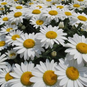 Snowcap Shasta Daisy