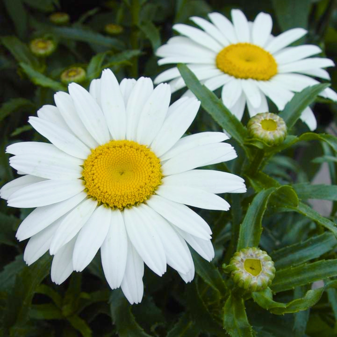 Snowcap Shasta Daisy double flowers