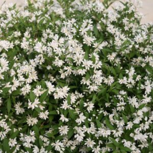 Snowflake Deutzia