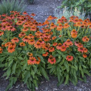 Sombrero Adobe Orange Coneflower