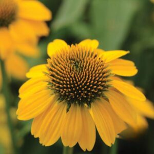 Sombrero Lemon Yellow Coneflower