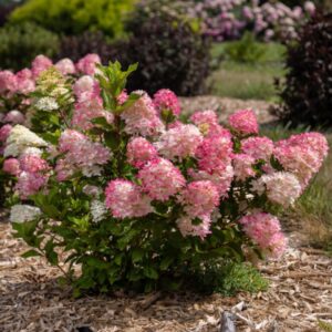 Hydrangea Spring Sizzle