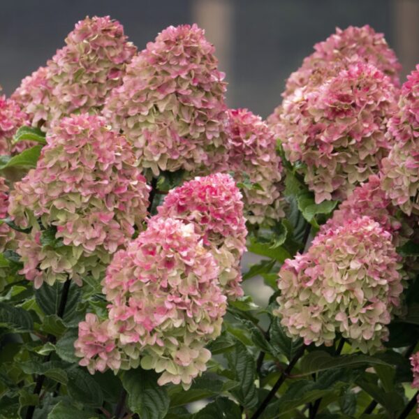 Spring Sizzle Hydrangea fall color