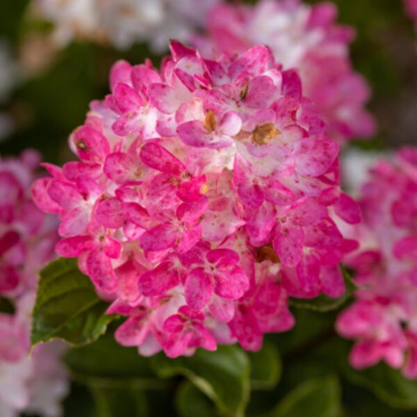Spring Sizzle Hydrangea turning deep pink