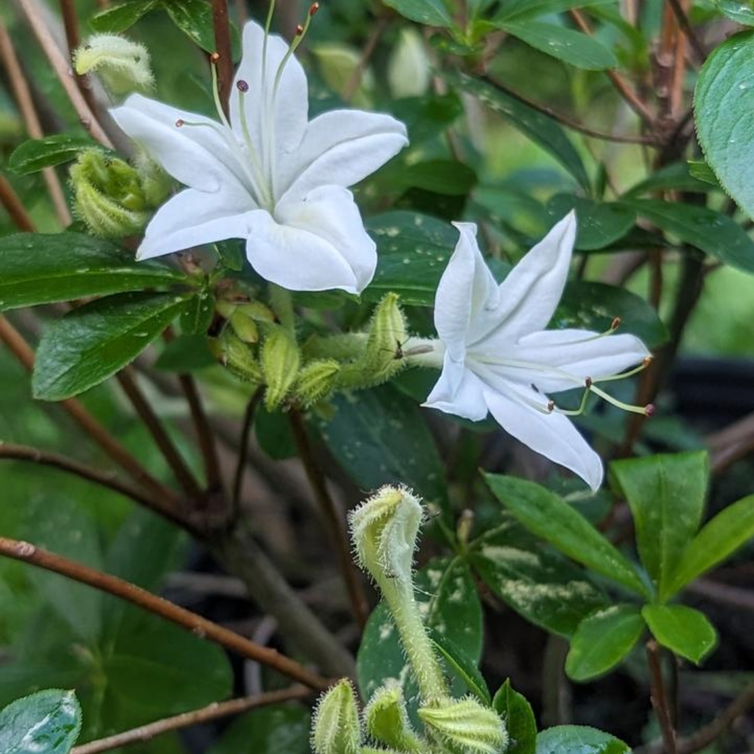 Swamp Azalea flowers up close