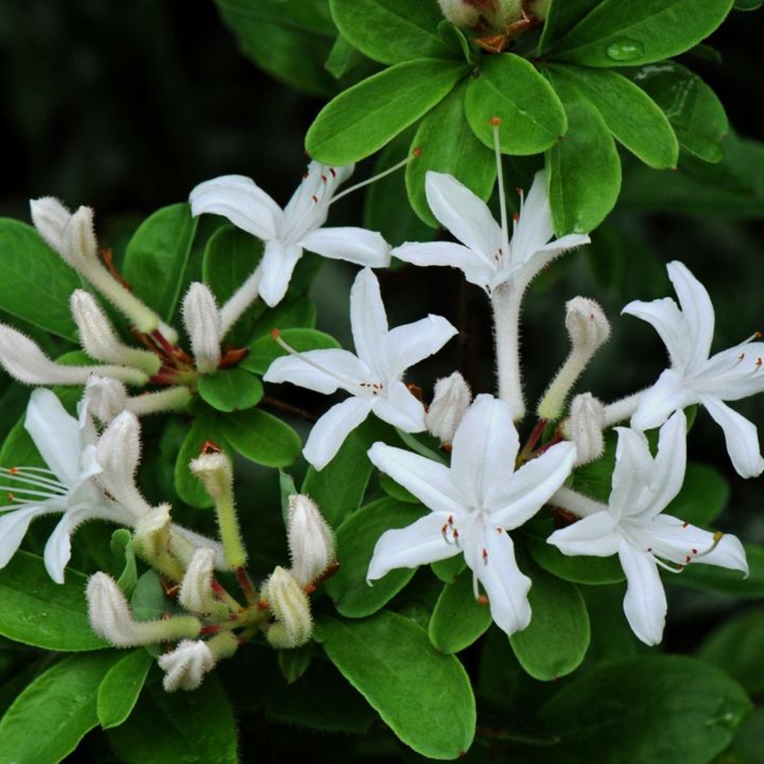 Swamp Azalea flowers and foliage