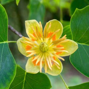 Tulip Poplar