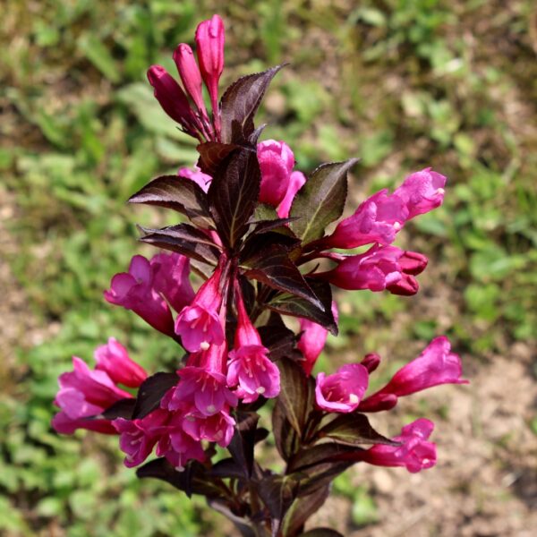 Weigela Spilled Wine flowers