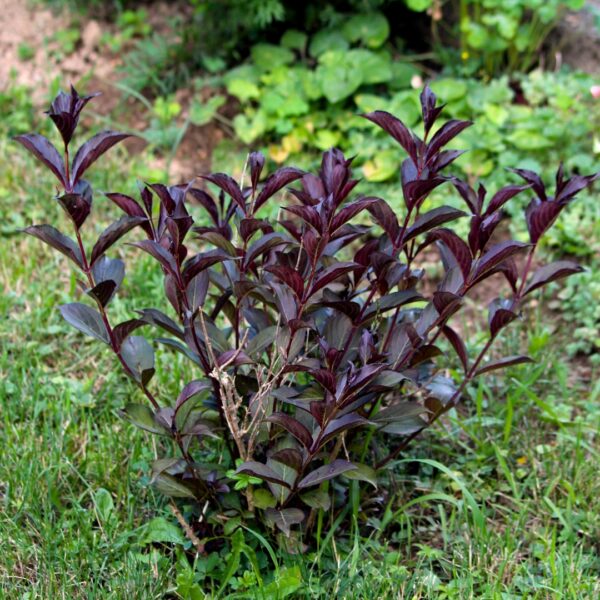 Weigela Spilled Wine foliage