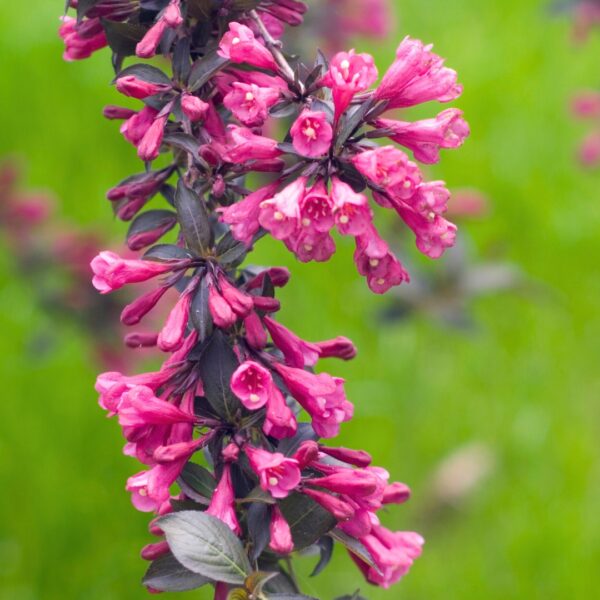 Weigela Spilled Wine up close