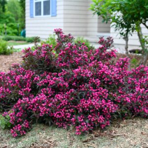 Weigela Spilled Wine