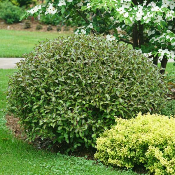 Weigela Vinho Verde shrub