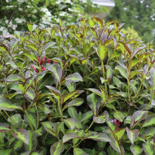 Weigela Vinho Verde foliage and flowers