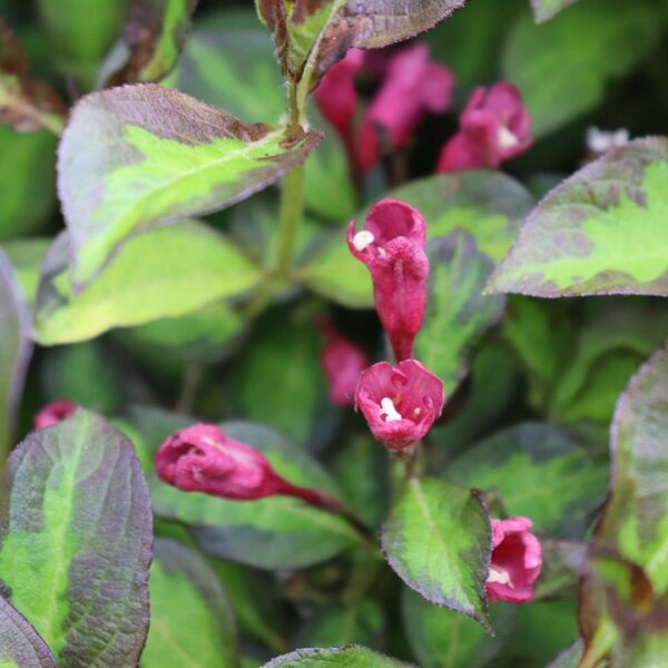 Weigela Vinho Verde up close