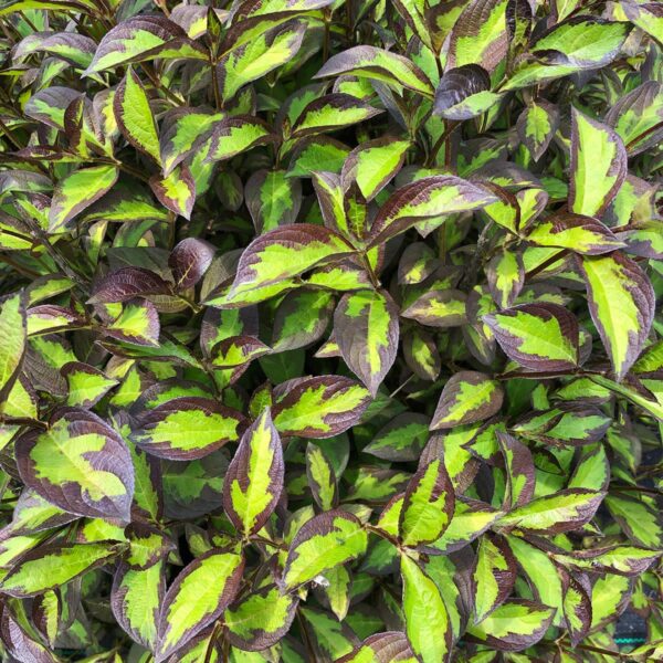 Weigela Vinho Verde foliage