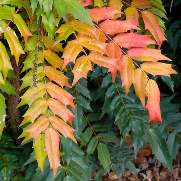 Winter Sun Mahonia fall color