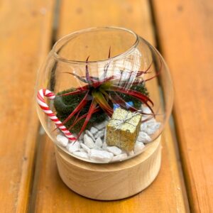 Winter Terrarium - Snow Globe