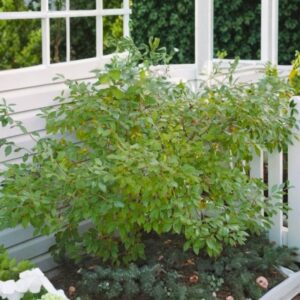 Winterberry Jim Dandy