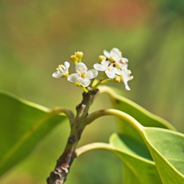Winterberry Holly Jim Dandy flowers